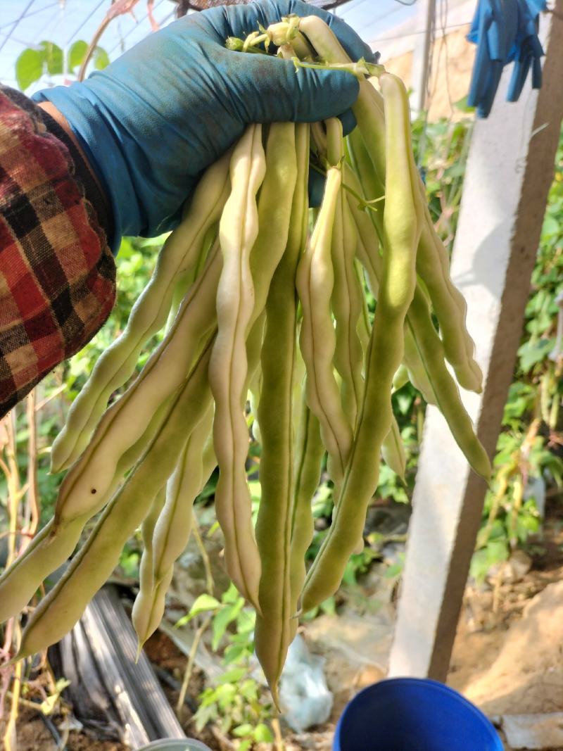 精品芸豆大量上市欢迎新老朋友的再次合作