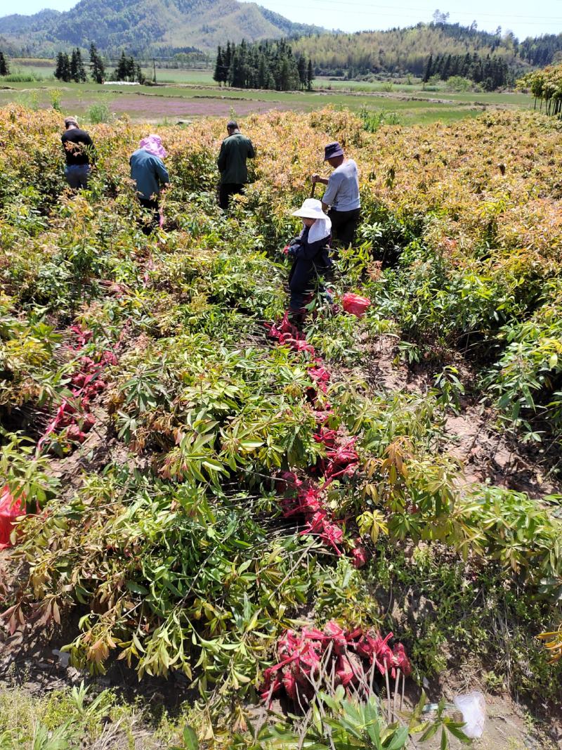 江西木荷苗基地直发，高度1米大量供应带土球可视频