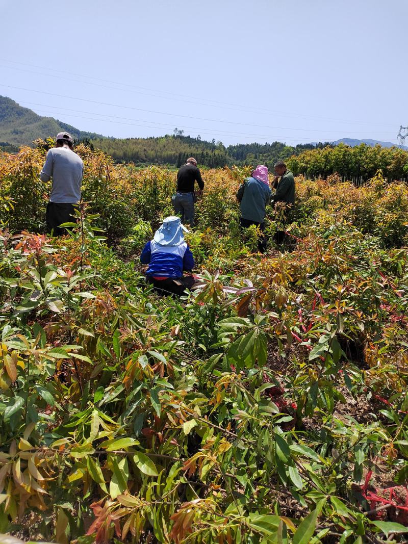 江西木荷苗基地直发，高度1米大量供应带土球可视频