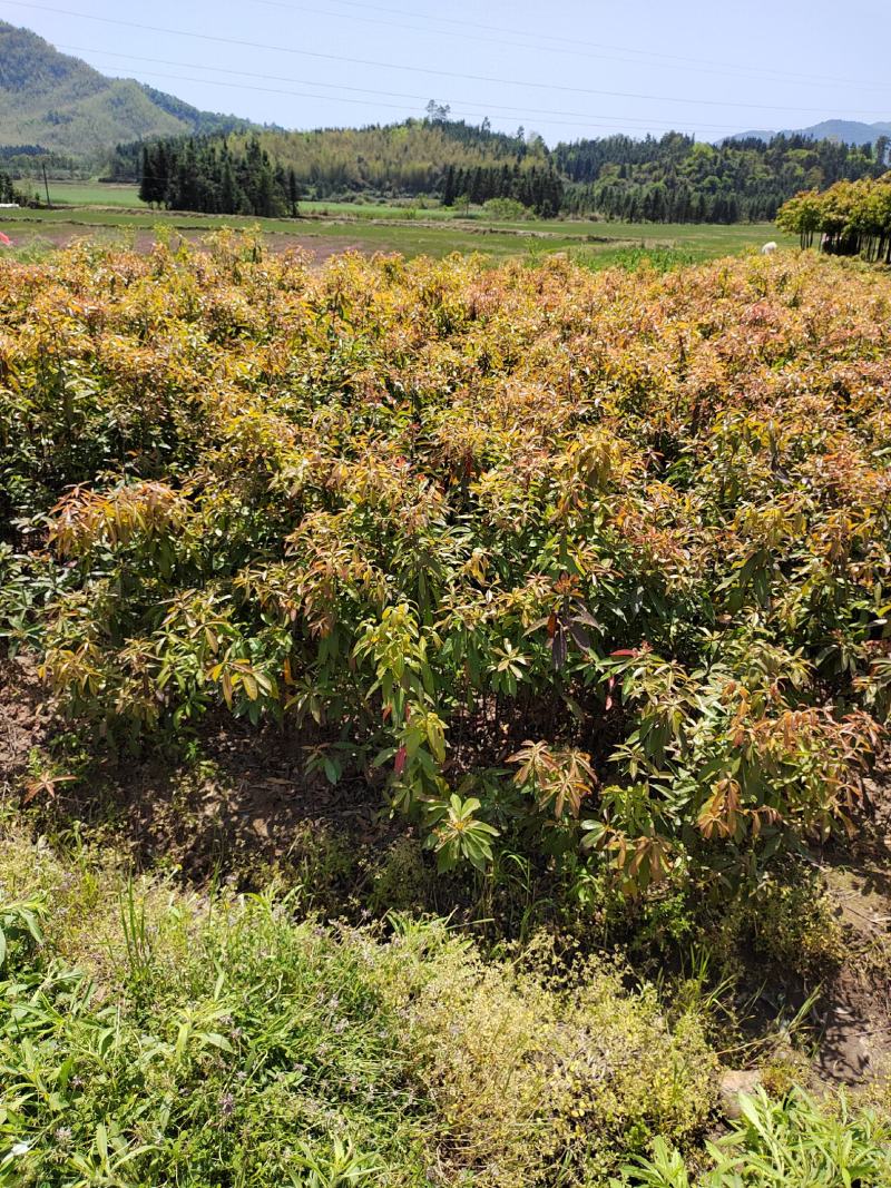 江西木荷苗基地直发，高度1米大量供应带土球可视频