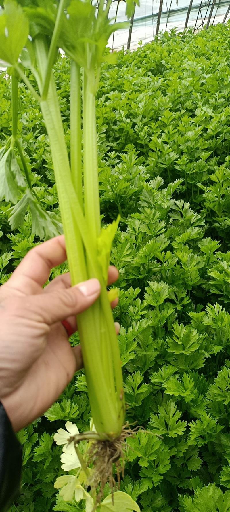 河北唐山市滦南县的西红柿芹菜大头菜