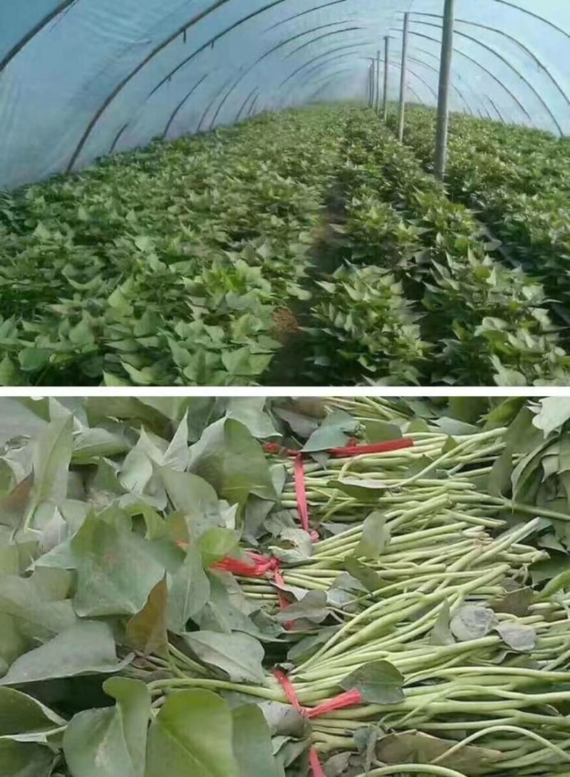 开封万亩种植西瓜红红薯苗/产地直发/货源充足/量大价优