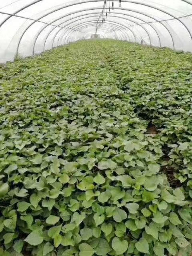 开封万亩种植西瓜红红薯苗/产地直发/货源充足/量大价优