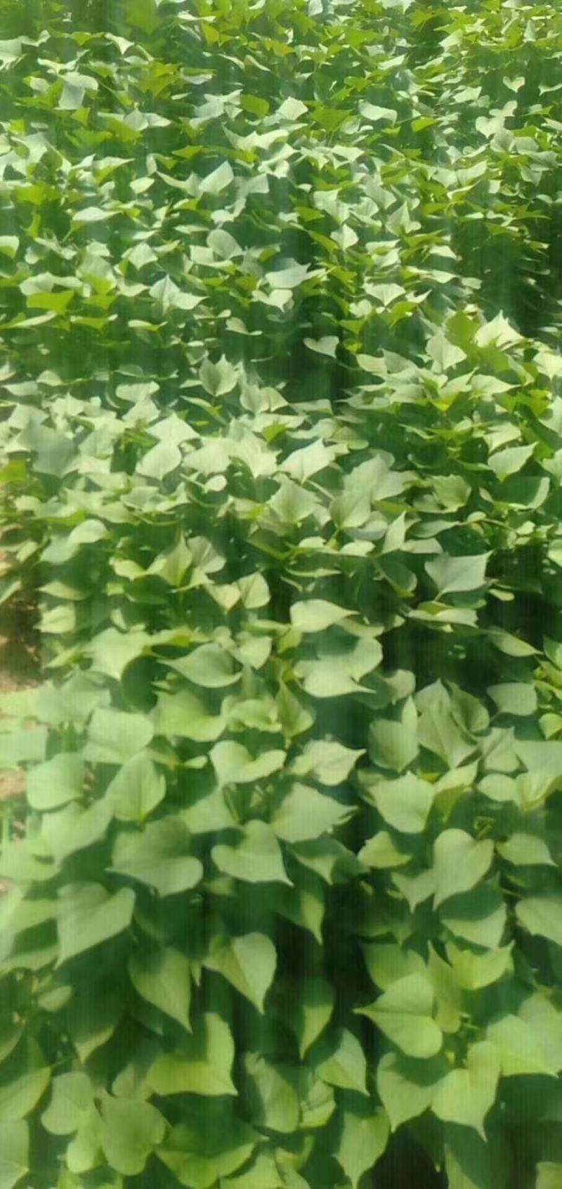 开封万亩种植西瓜红红薯苗/产地直发/货源充足/量大价优