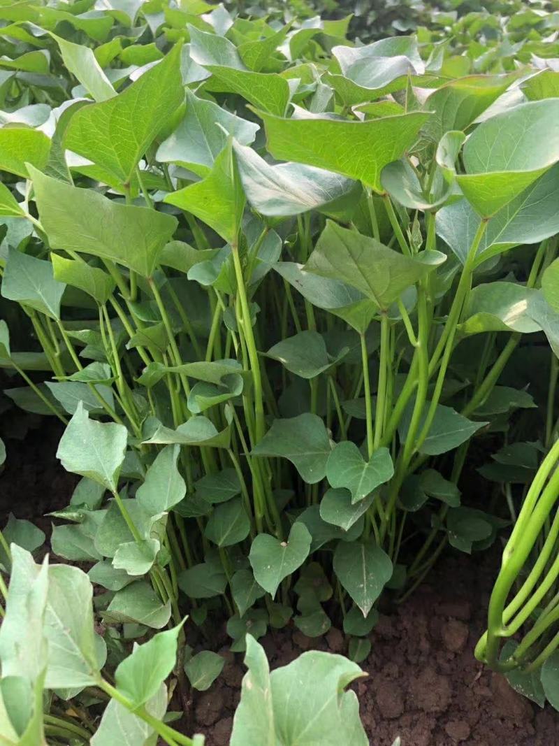 开封万亩种植西瓜红红薯苗/产地直发/货源充足/量大价优