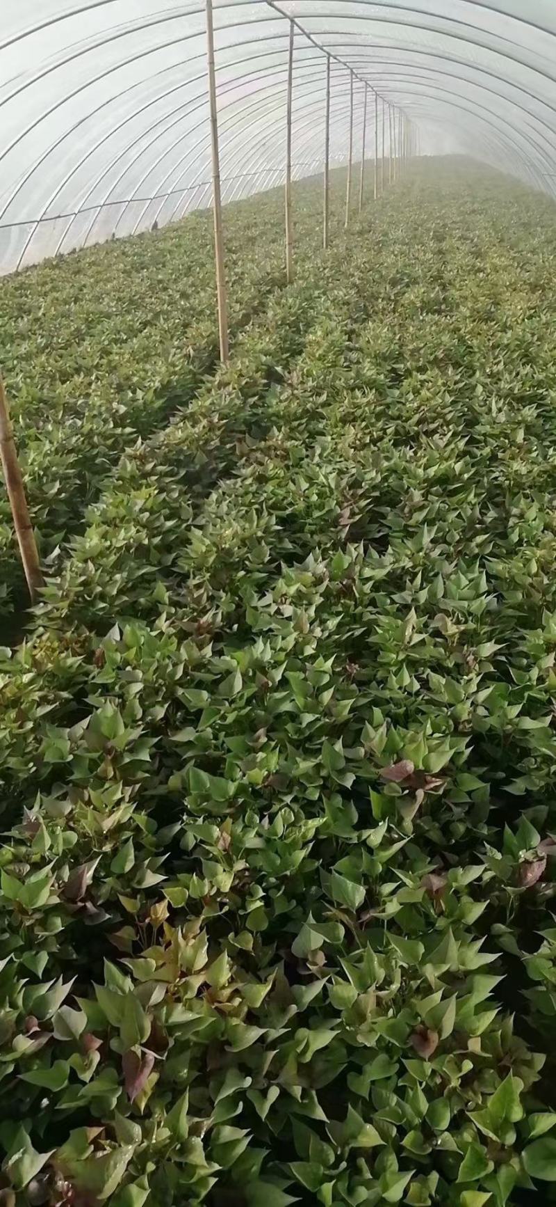 开封万亩种植西瓜红红薯苗/产地直发/货源充足/量大价优