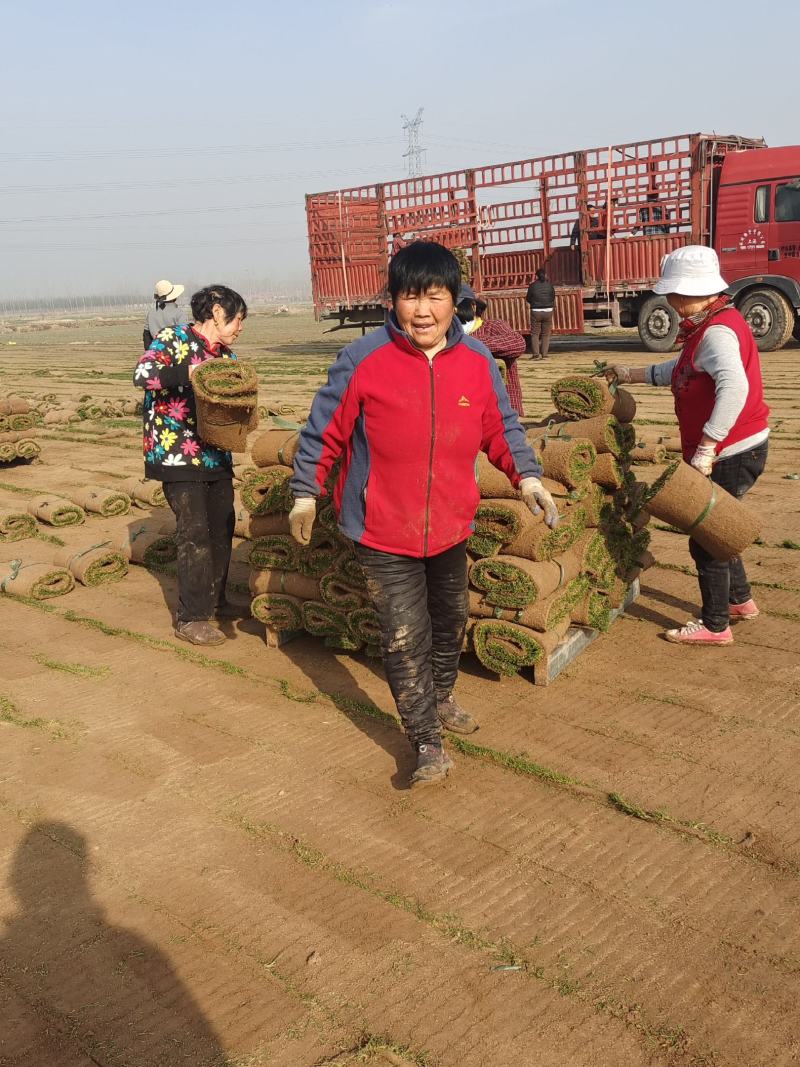 进口草坪种子护坡草籽绿化狗牙根黑麦草马尼拉高羊茅四季青