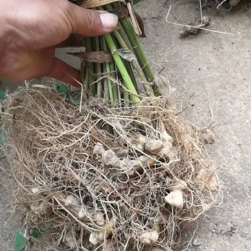 大别山姜形甜黄精倒苗品种药典品种