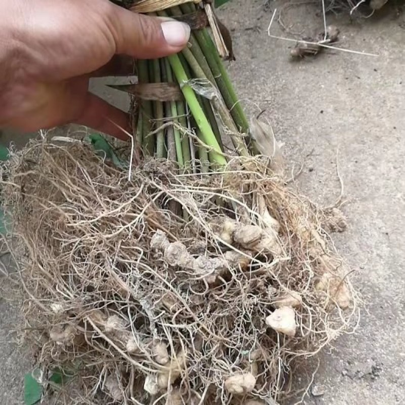 大别山姜形甜黄精倒苗品种药典品种
