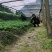 【推荐】重楼苗1到8年基地直销规格齐全购满一万送一千