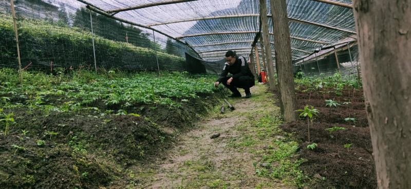 【推荐】重楼苗1到8年基地直销规格齐全购满一万送一千