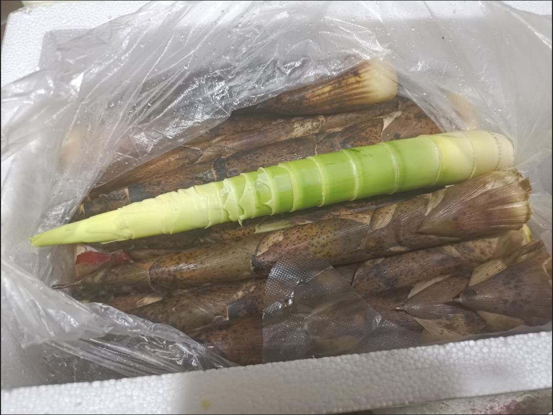 竹笋与其他植物性饲料混合投喂 金丝熊养殖场内竹笋与其他饲料的搭配投喂