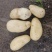 沙质土土豆希森3号，2到4两占比大