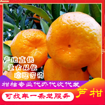 【力荐】产地直供芦柑货源足口感品相好欢迎各级客商采购