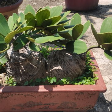 铁树盆景墨西哥铁树变异铁树漳州种植基地农户直销批发
