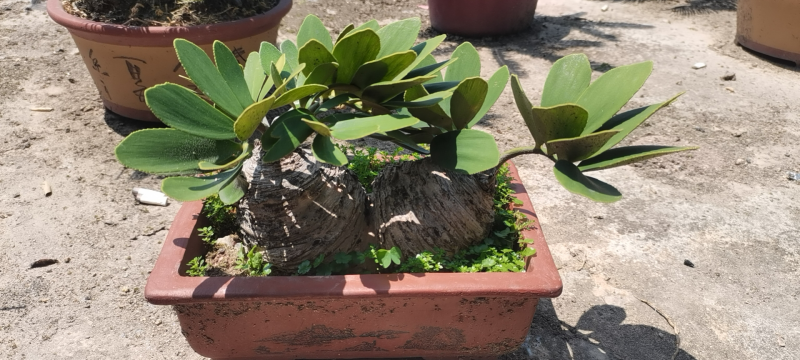 铁树盆景墨西哥铁树变异铁树漳州种植基地农户直销批发