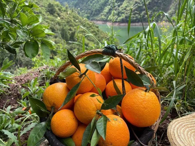 赣南脐橙品种多，水份充足口感好，产地大量供应！随行就市！