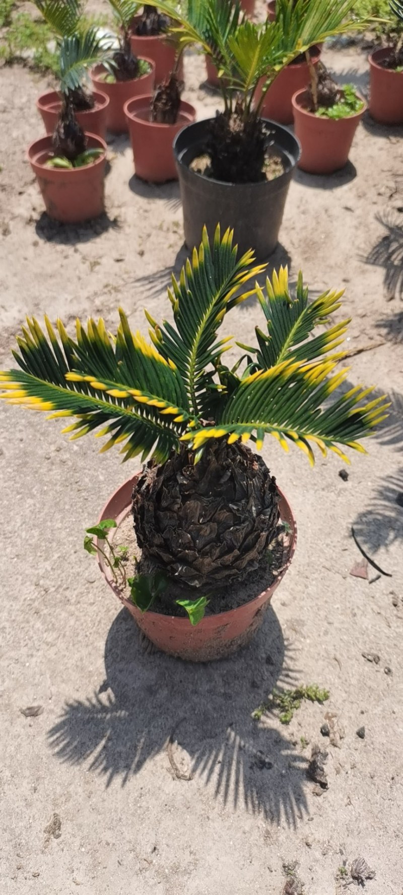 铁树盆景墨西哥铁树变异铁树漳州种植基地农户直销批发