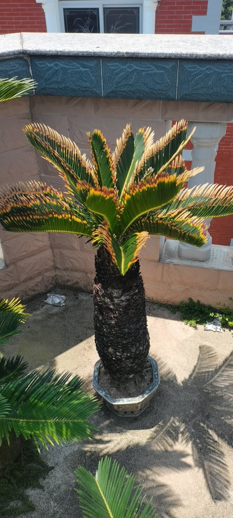 铁树盆景墨西哥铁树变异铁树漳州种植基地农户直销批发