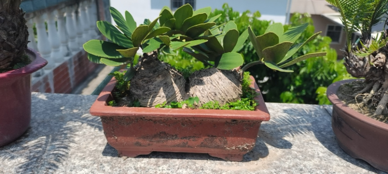铁树盆景墨西哥铁树变异铁树漳州种植基地农户直销批发