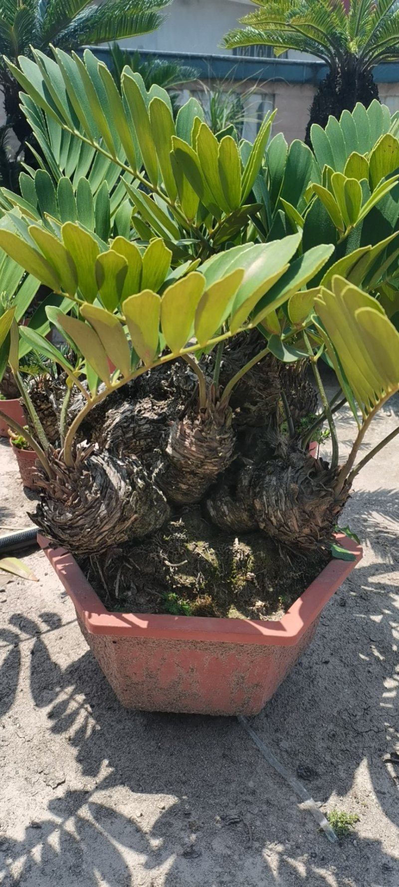 铁树盆景墨西哥铁树变异铁树漳州种植基地农户直销批发