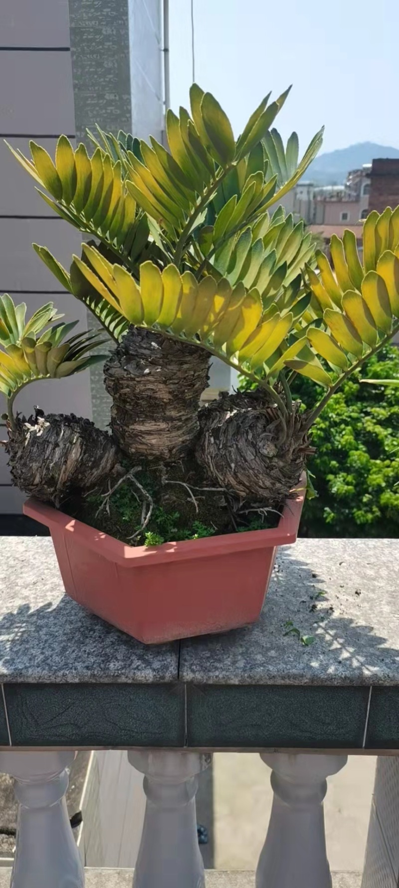 铁树盆景墨西哥铁树变异铁树漳州种植基地农户直销批发