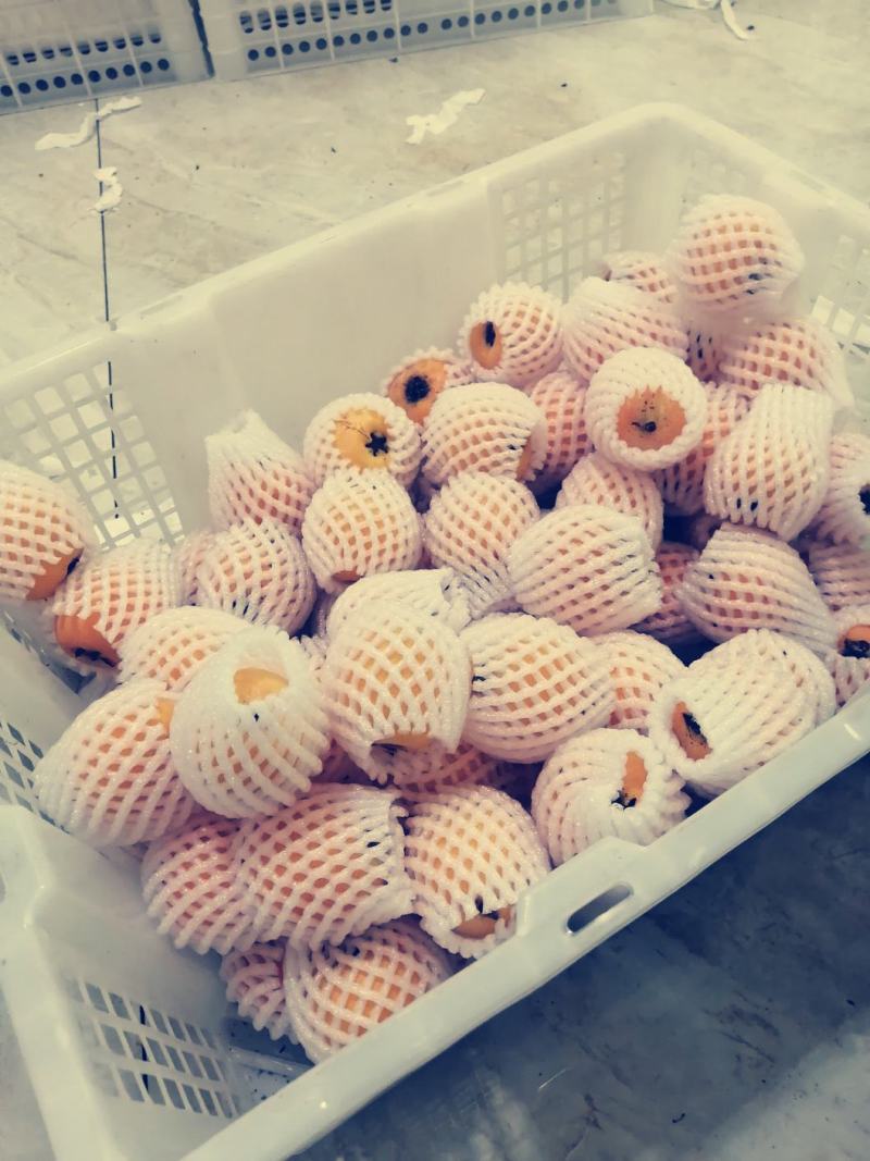 产地直供—四川汉源精品枇杷。五星大枇杷！！！