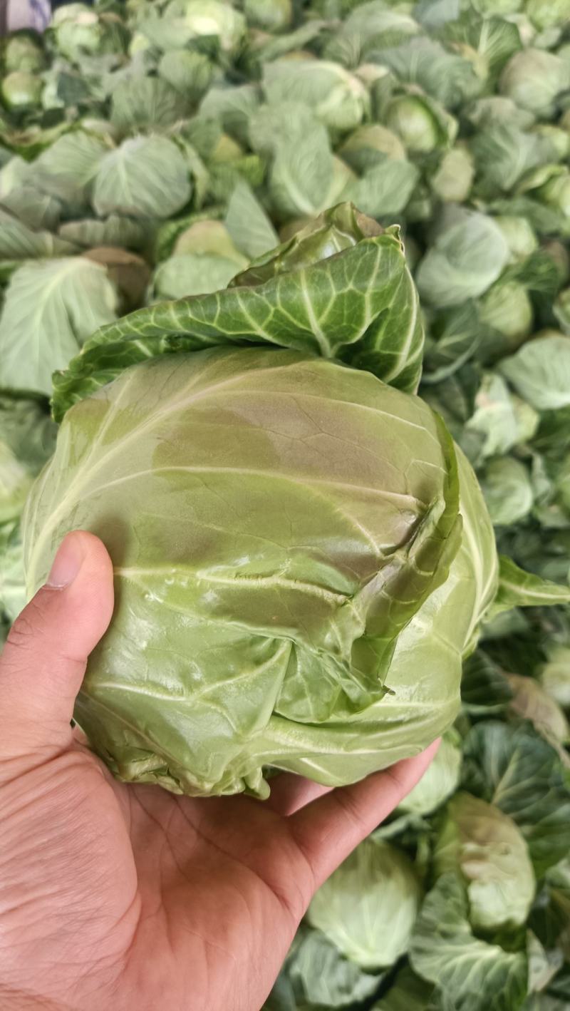 甘蓝中甘牛心菜鸡心菜莲花白寒将军支持全国发货