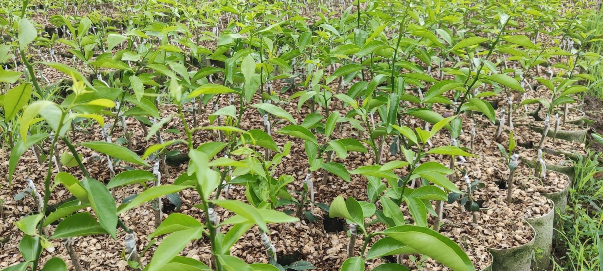 工作人员正在对即将出苗的柑桔幼苗进行质量检测,确保种苗健康无病害 柑桔幼苗出苗检测