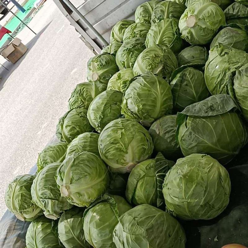 精品橄榄大量上市一手货源