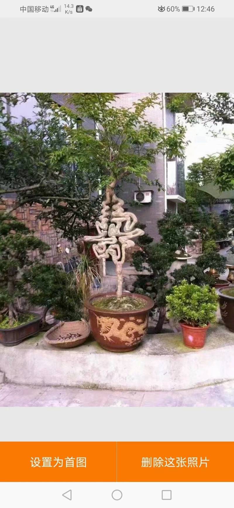 紫薇树艺造型福禄寿喜编制字体模具供应全套单个