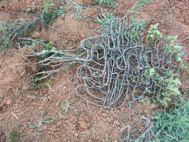 紫薇树艺造型福禄寿喜编制字体模具供应全套单个