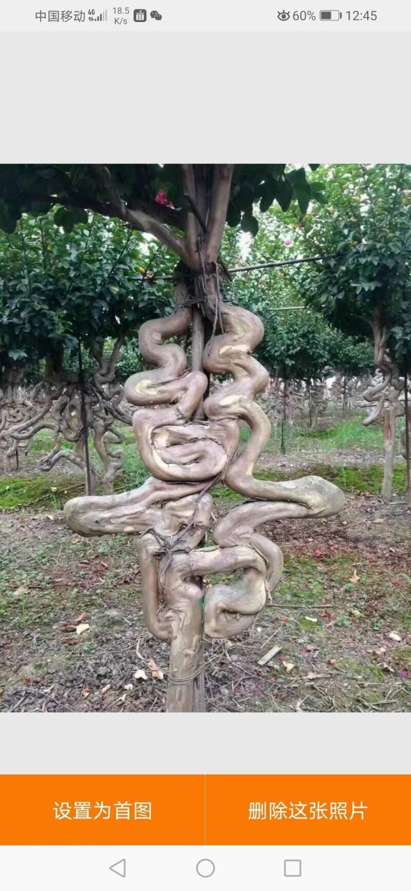 紫薇树艺造型福禄寿喜编制字体模具供应全套单个