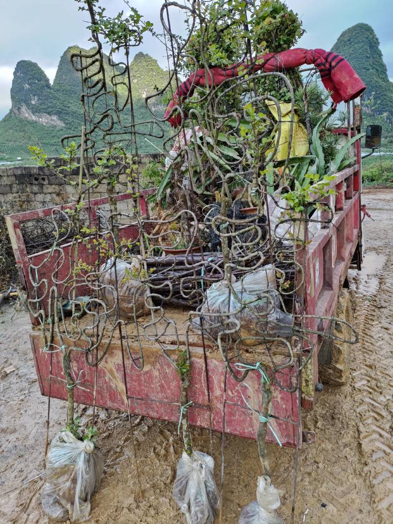 紫薇树艺造型福禄寿喜编制字体模具供应全套单个