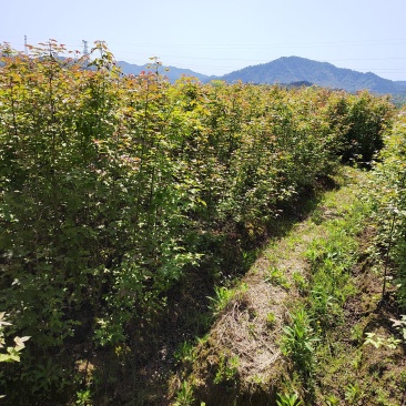 1公分枫香小苗造林种苗基地枫香苗基地枫香幼苗