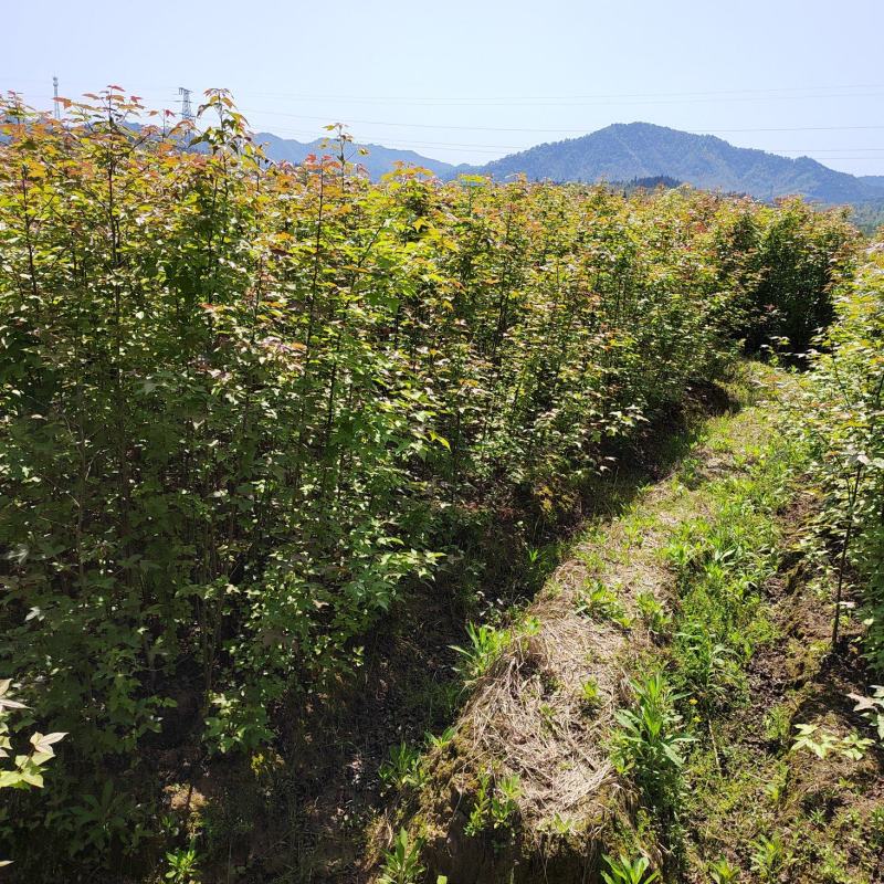 1公分枫香小苗造林种苗基地枫香苗基地枫香幼苗
