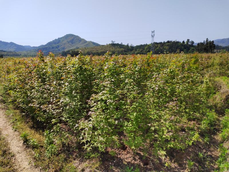 1公分枫香小苗造林种苗基地枫香苗基地枫香幼苗