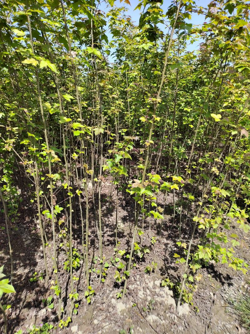 1公分枫香小苗造林种苗基地枫香苗基地枫香幼苗