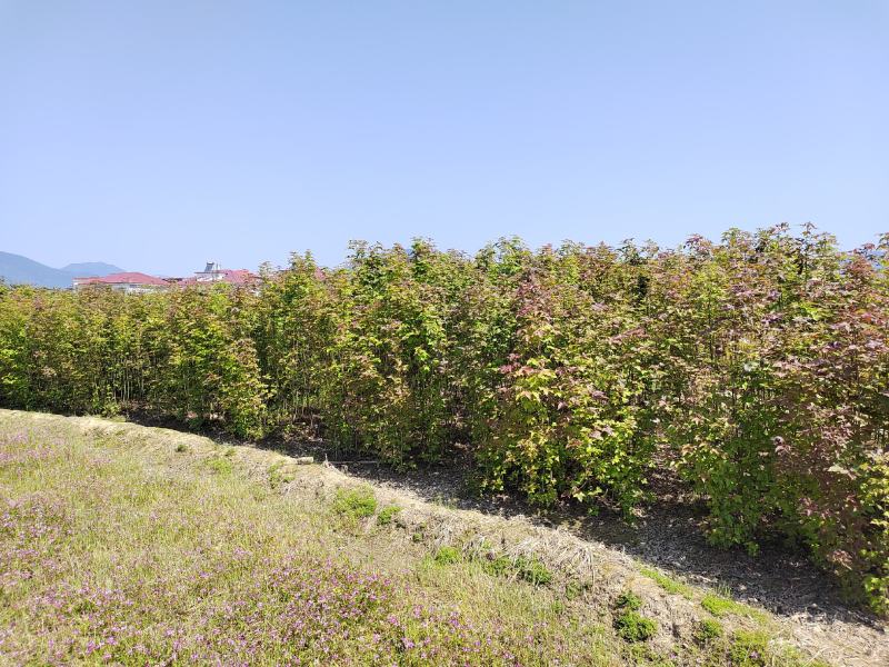 1公分枫香小苗造林种苗基地枫香苗基地枫香幼苗