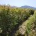 1公分枫香小苗造林种苗基地枫香苗基地枫香幼苗