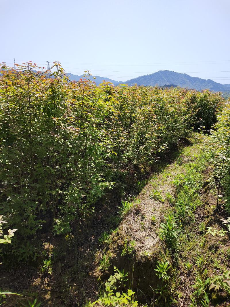 1公分枫香小苗造林种苗基地枫香苗基地枫香幼苗