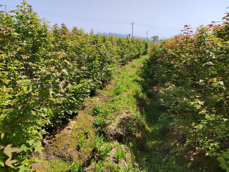 1公分枫香小苗造林种苗基地枫香苗基地枫香幼苗