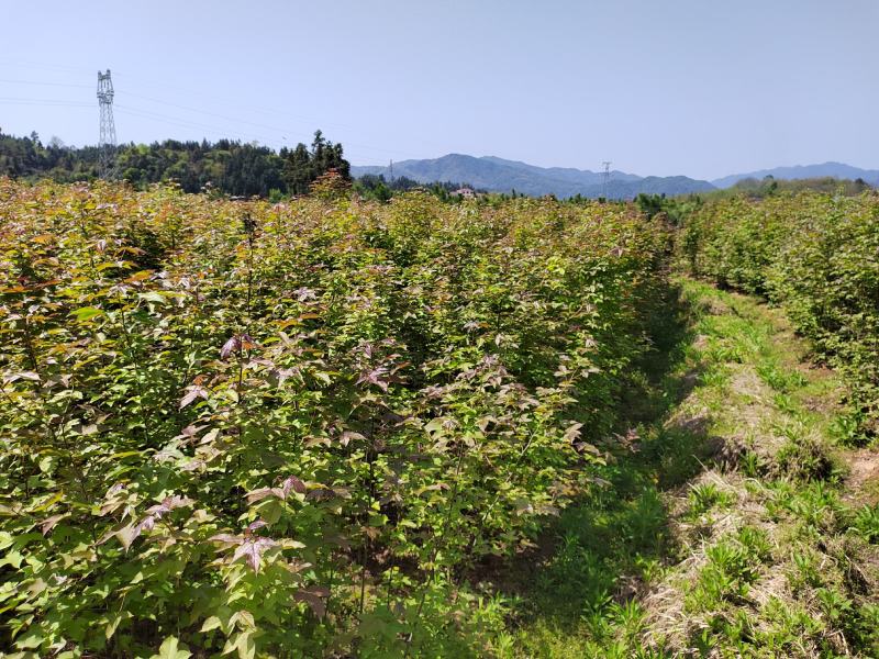 1公分枫香小苗造林种苗基地枫香苗基地枫香幼苗