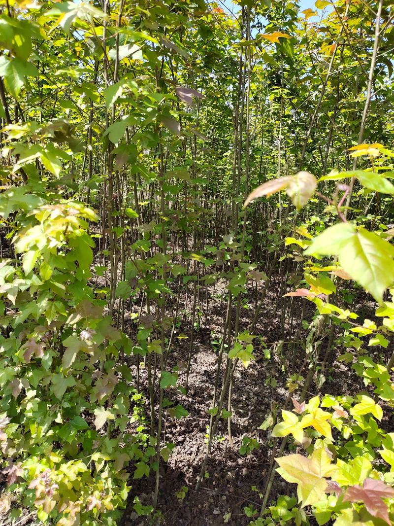 1公分枫香小苗造林种苗基地枫香苗基地枫香幼苗