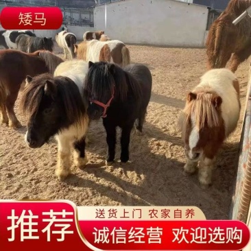 农家自养矮马送货上门全国发货诚信经营规格齐全