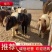 农家自养矮马送货上门全国发货诚信经营规格齐全