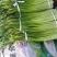 蒜薹：白帽蒜苔/干苔无泡水/产地直发/保质保量60~70