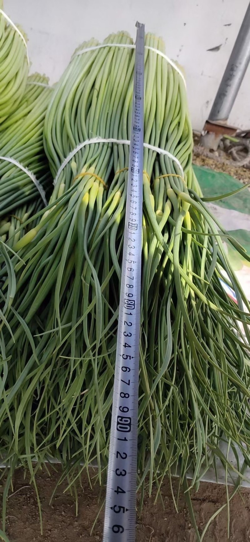 蒜薹：白帽蒜苔/干苔无泡水/产地直发/保质保量60~70