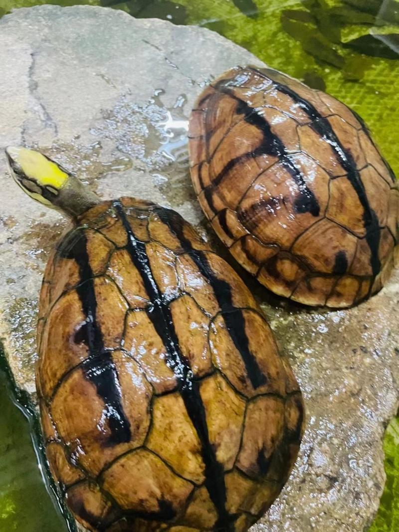 2条稳产黄头母种龟，3.5斤一条，已交配好，今年可以出苗