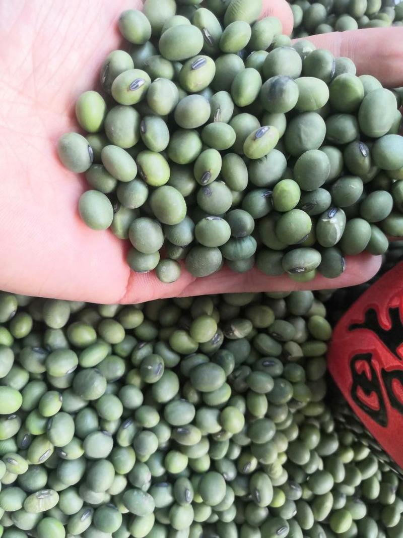 青豆现货供应大粒青豆，泡菜搅渣大青豆袋装50斤